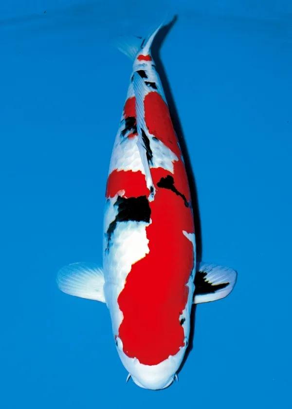Red, white and black Sanke koi seen from above in blue water