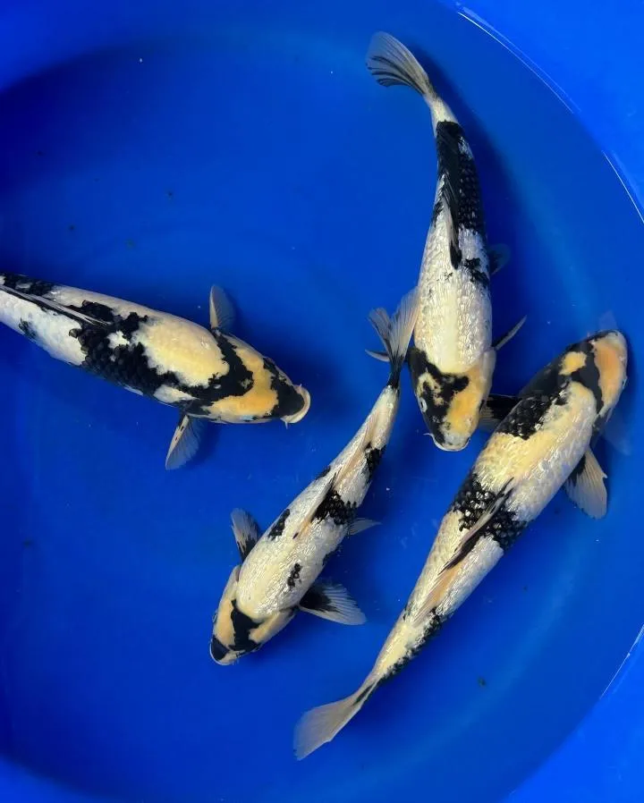 Four cream, yellow and black koi swimming in a blue tub